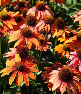 Echinacea purpurea 'Lakota Orange'